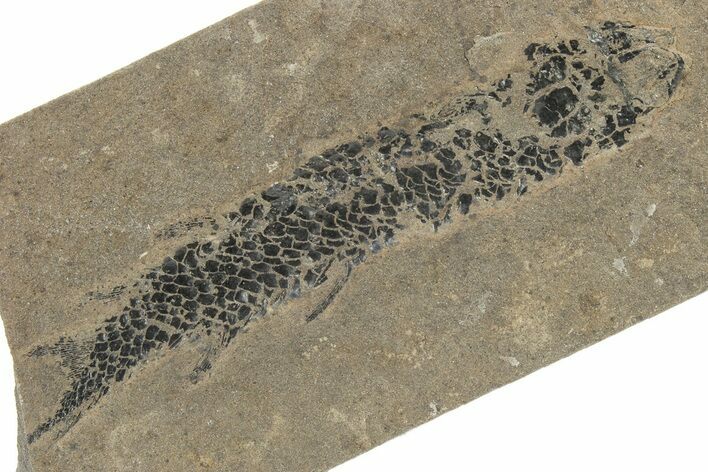 Devonian Lobed-Fin Fish (Osteolepis) Fossil - Scotland #231959